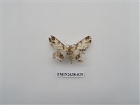 藏品(尺蛾165)的圖片